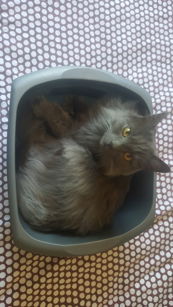 I want to show off my cat please