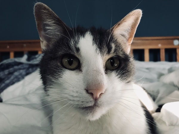 helping a cat who has never been outside