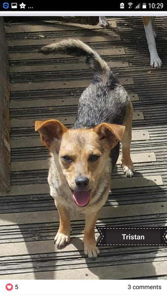 Changing a rescue dogs name