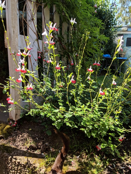 What hardy plant can I buy now that will flower for ages?