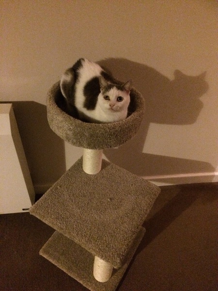 I want to show off my cat please