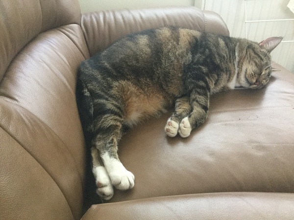 What's your DCat up to today? (Thread 7!)