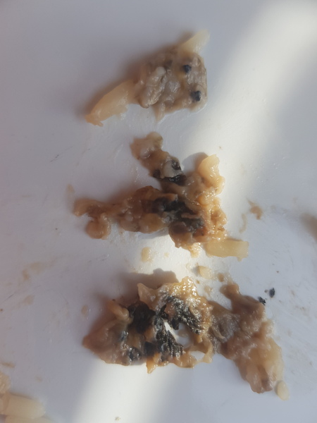 What the f*** did I just find in my rice