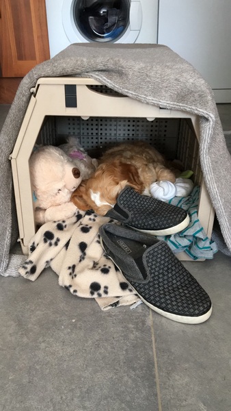 My dog has a foot fetish