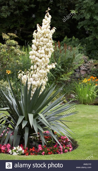 Flowering yucca - what do I do with it