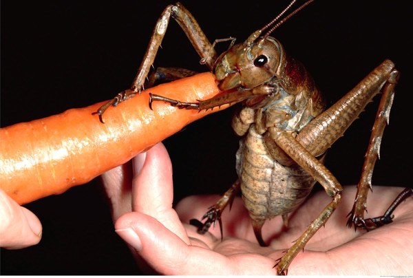 For the love of all that is good and natural, PLEASE tell me what this is!