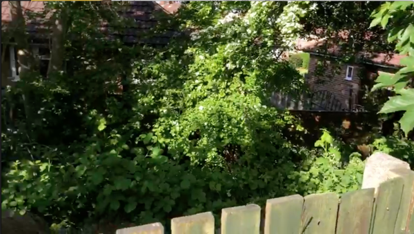 The dreaded Japanese Knotweed