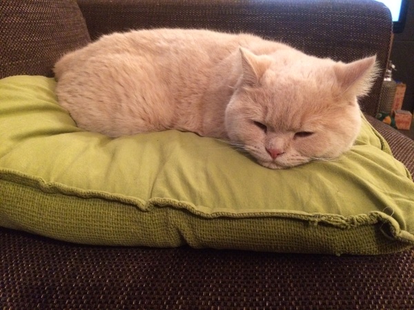 My boycat is the most handsome cat in the world