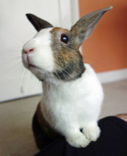 We've been turned down as adopters of rabbits (but not of children!)