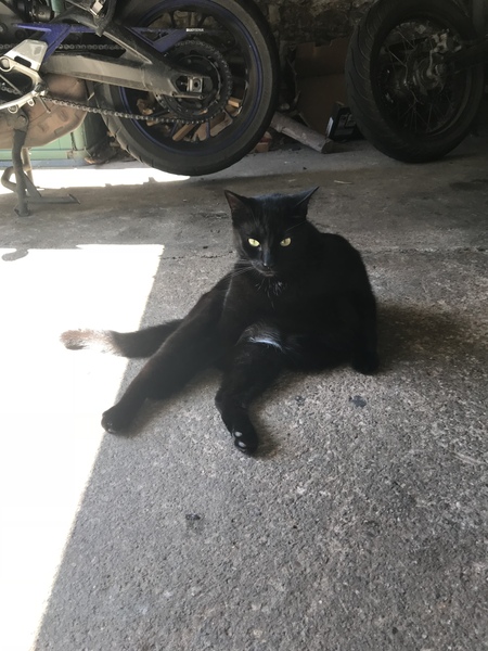 I want to show off my cat please