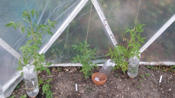 Allotment/Veg Patch Thread 12! Plotmenters hoping for better weather