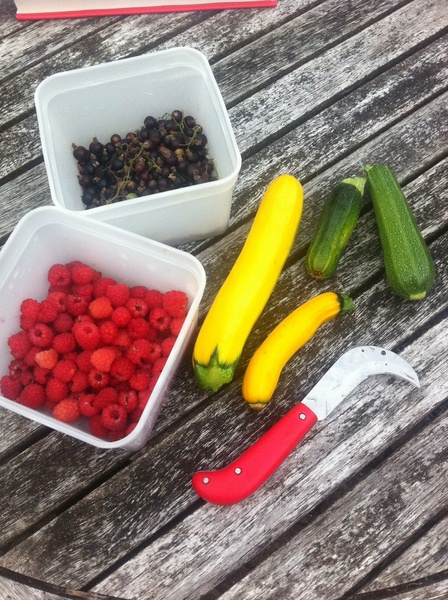 Allotment/Veg Patch Thread 12! Plotmenters hoping for better weather