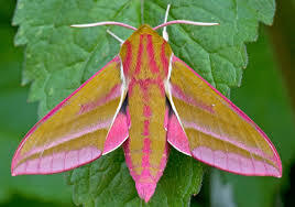 For the love of all that is good and natural, PLEASE tell me what this is!