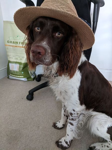 Stubborn Springer stealing other dogs' balls