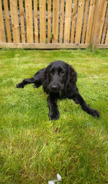 Is my dog the cutest??
