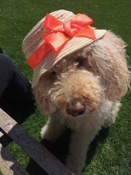 Is my dog the cutest??