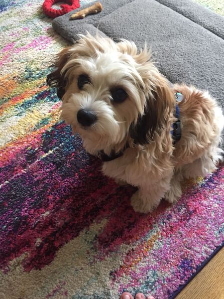 Is my dog the cutest??
