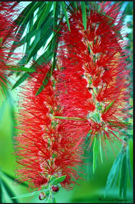 Westministenders: High Drama at The Ok Coral