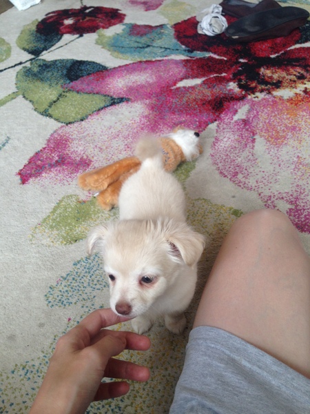 General Dog Chat Part III