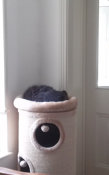 What's your DCat up to today? (Thread 7!)