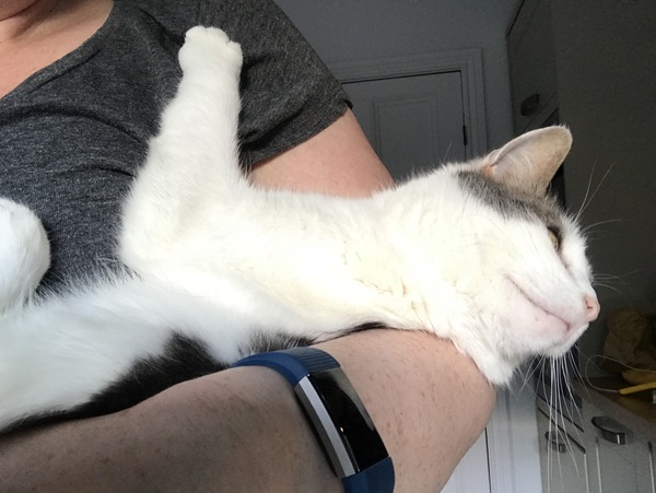 helping a cat who has never been outside