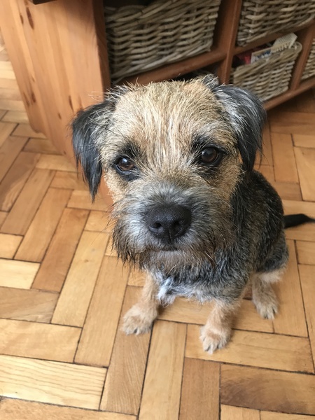 Is my dog the cutest??