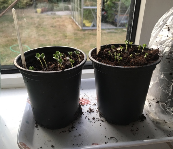 Allotment/Veg Patch Thread 12! Plotmenters hoping for better weather