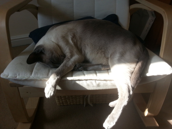 Recommend a lead and harness for Siamese?