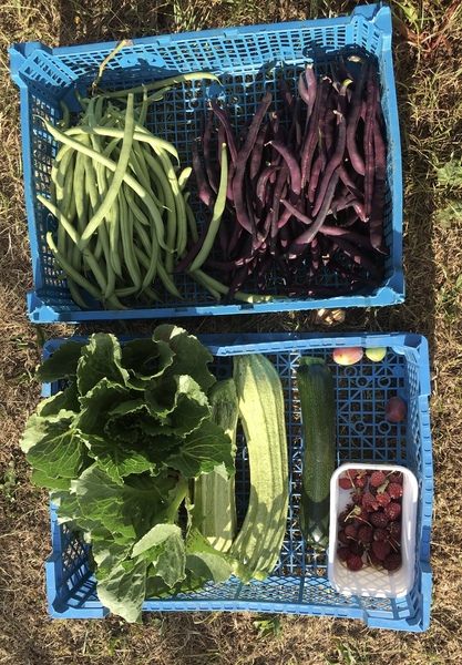 Allotment/Veg Patch Thread 12! Plotmenters hoping for better weather
