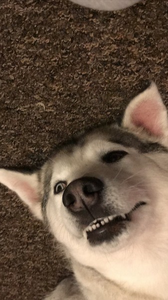 Is my dog the cutest??