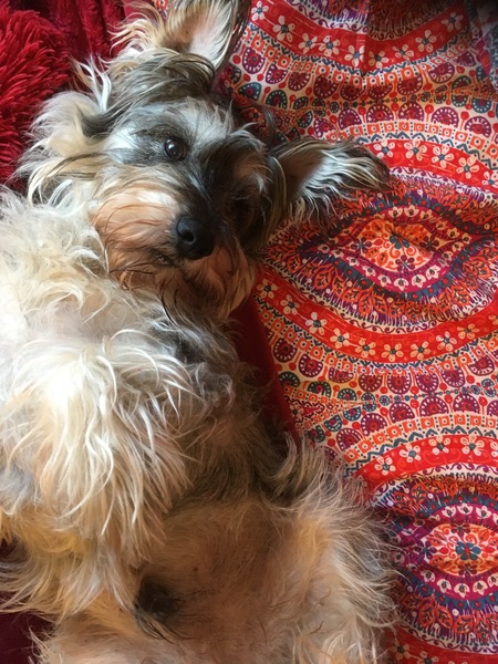 Cain Terrier, Miniature Schnauzer or Westie?