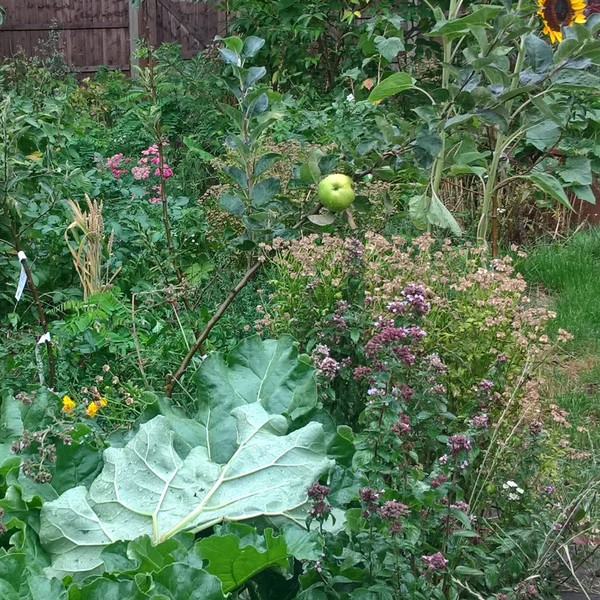 Neighbour does not like the look of my garden - threatening to sue