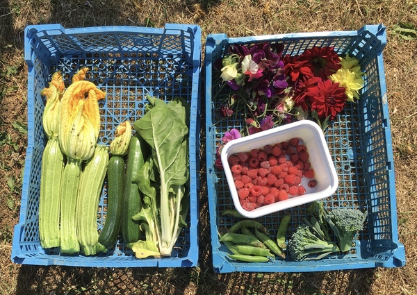 Allotment/Veg Patch Thread 12! Plotmenters hoping for better weather
