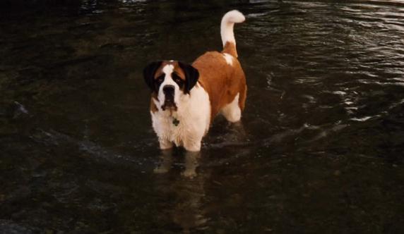 Anyone with a St. Bernard?