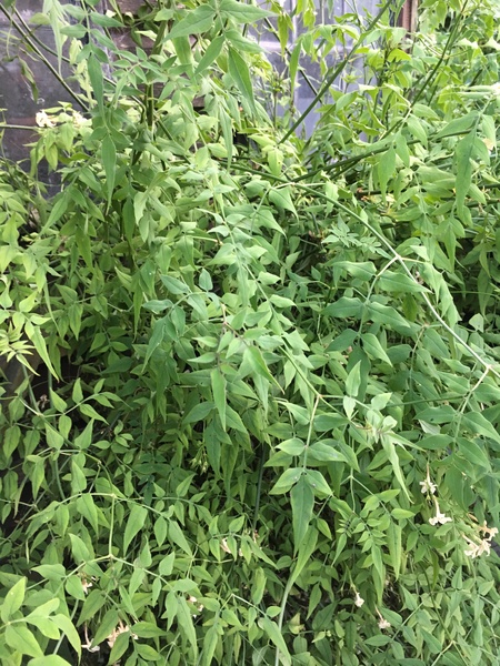 What is this plant?