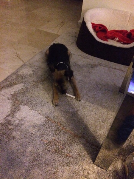 Alsationattacked my terrier