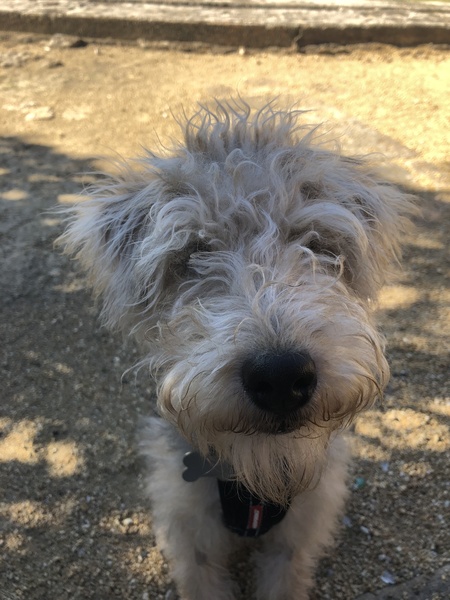 Is my dog the cutest??