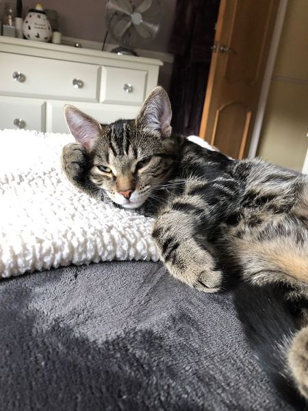 My boycat is the most handsome cat in the world