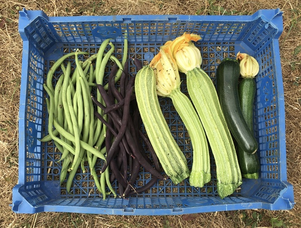 Allotment/Veg Patch Thread 12! Plotmenters hoping for better weather