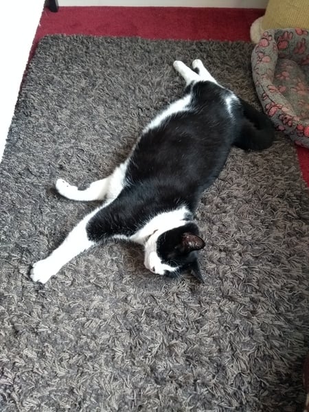 My boycat is the most handsome cat in the world