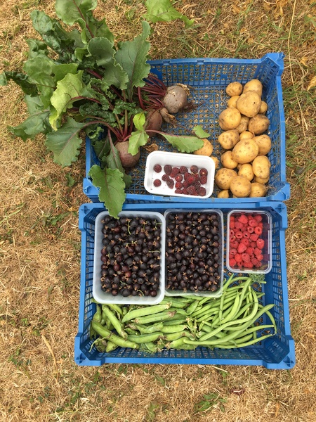 Allotment/Veg Patch Thread 12! Plotmenters hoping for better weather