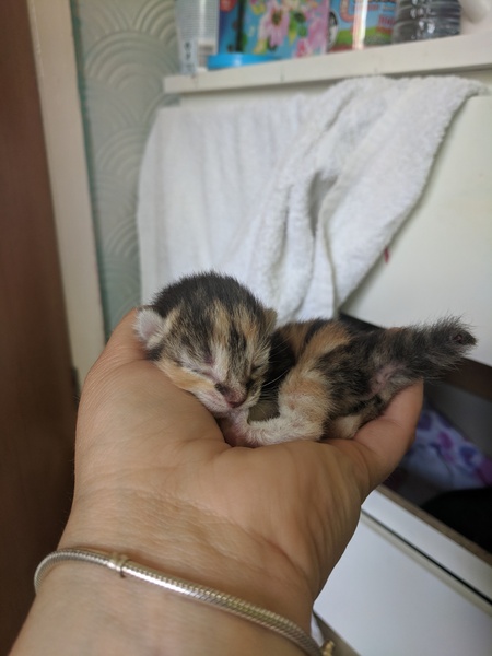 to get a kitten, even though I won't have anything to do with it?