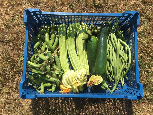 Allotment/Veg Patch Thread 12! Plotmenters hoping for better weather