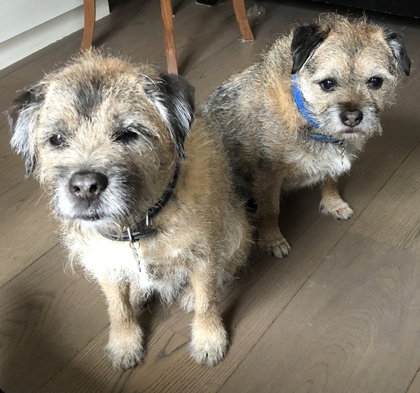 Dog Insurance - 3rd party  - any advice