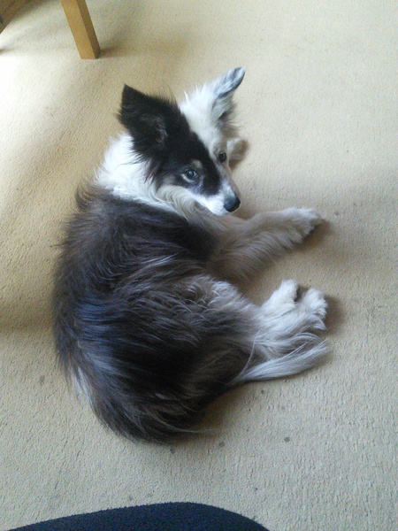 Is my dog the cutest??