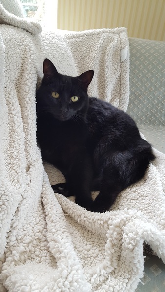 I want to show off my cat please