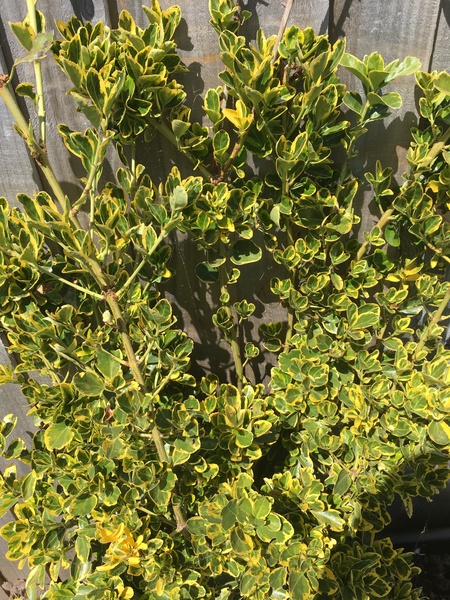 Plant id