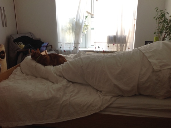 Does your dcat share your bed?