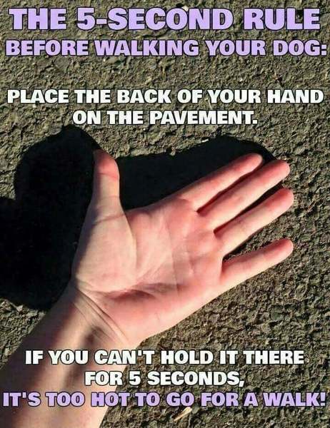 To tell MIL not to walk the dog in this heat?