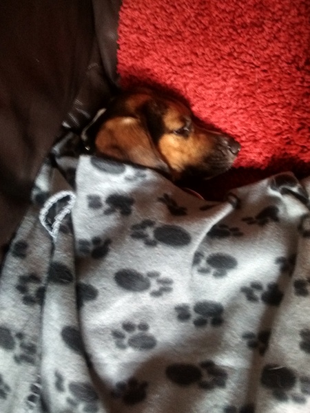 Is my dog the cutest??
